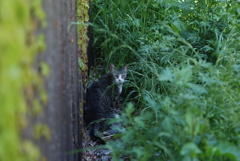 cat_287　空き地にて