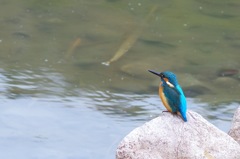 お魚さんいるかなぁ〜