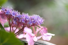 紫陽花_41