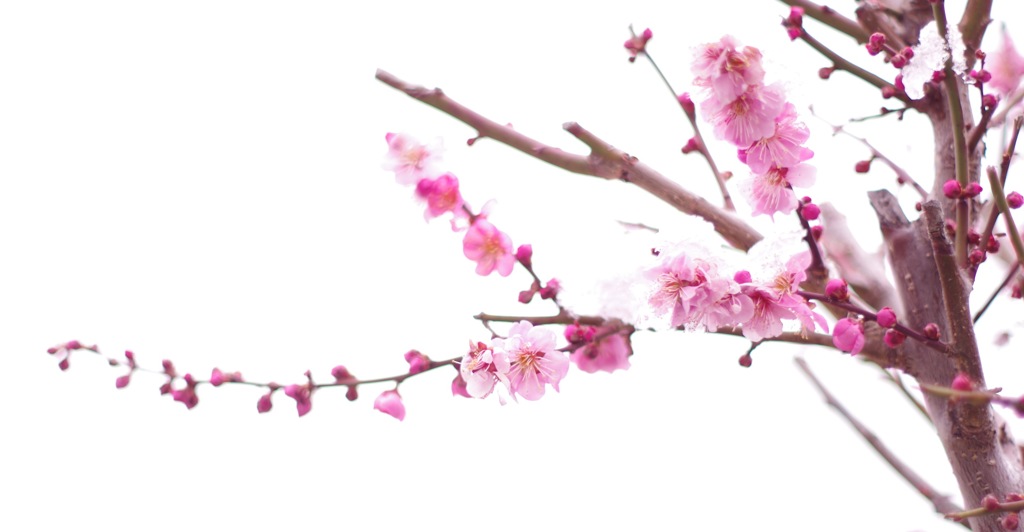梅_3