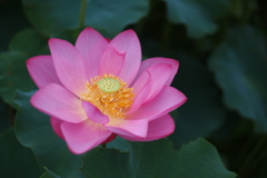 蓮_10