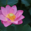 蓮_10