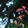 雫_1