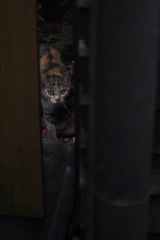 cat_50