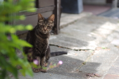 cat_28