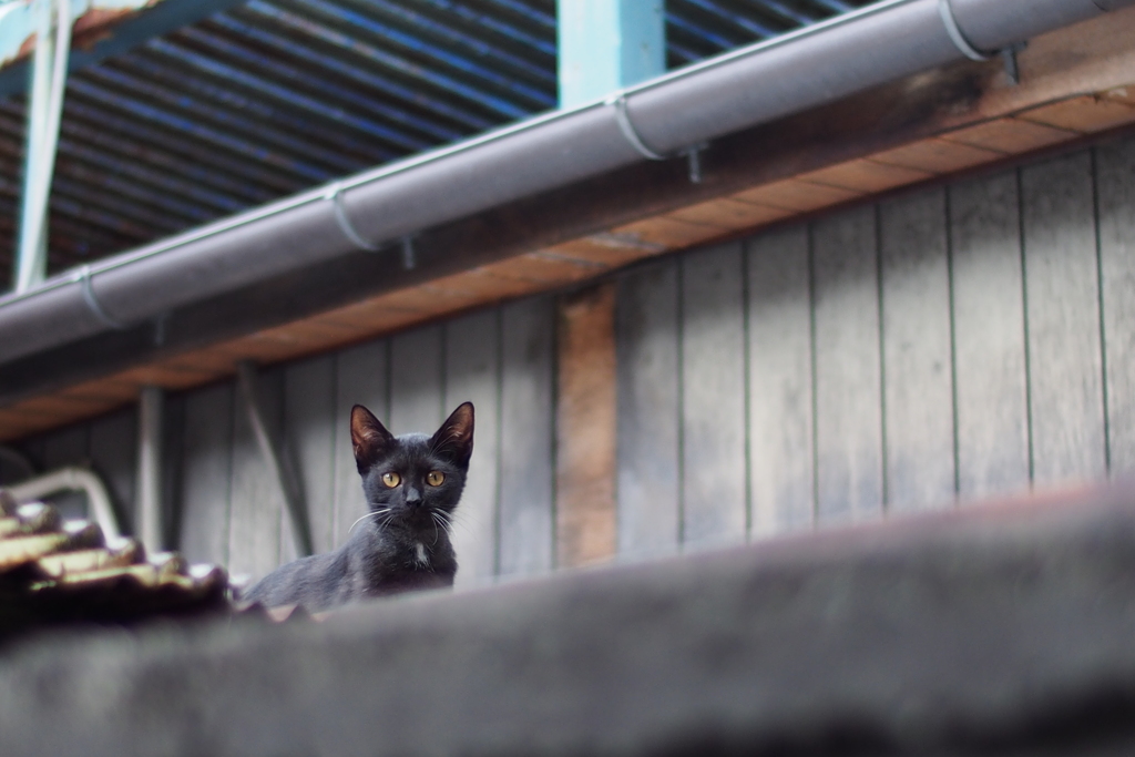 cat_363　上れるようになったにゃ