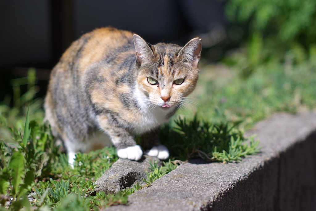 cat_413　美味かったにゃ