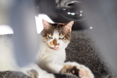cat_379　暑い日はここに限るにゃ