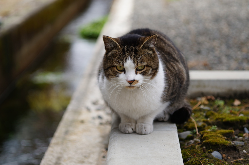 cat_582 お待ちしておりにゃした