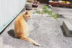 cat_259　駐車場にて