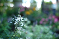 Cat's whiskers