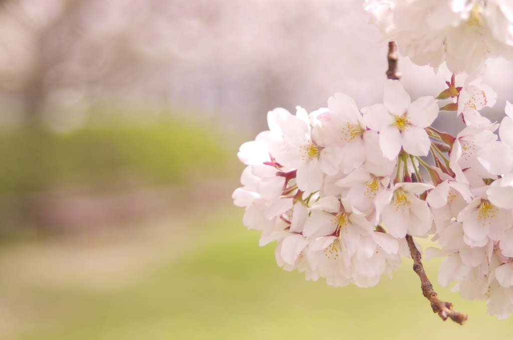 桜_2