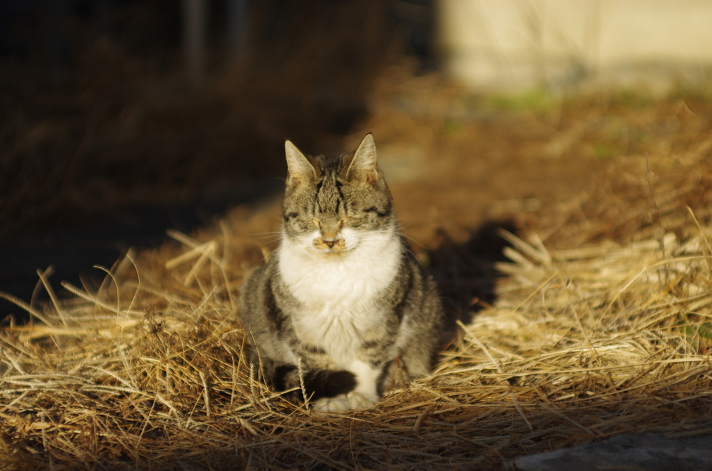 cat_503　眩しいし眠いし…