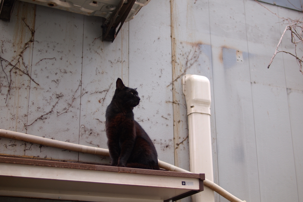 cat_313　YKK apの庇と黒猫