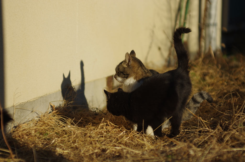 cat_489　影絵遊び