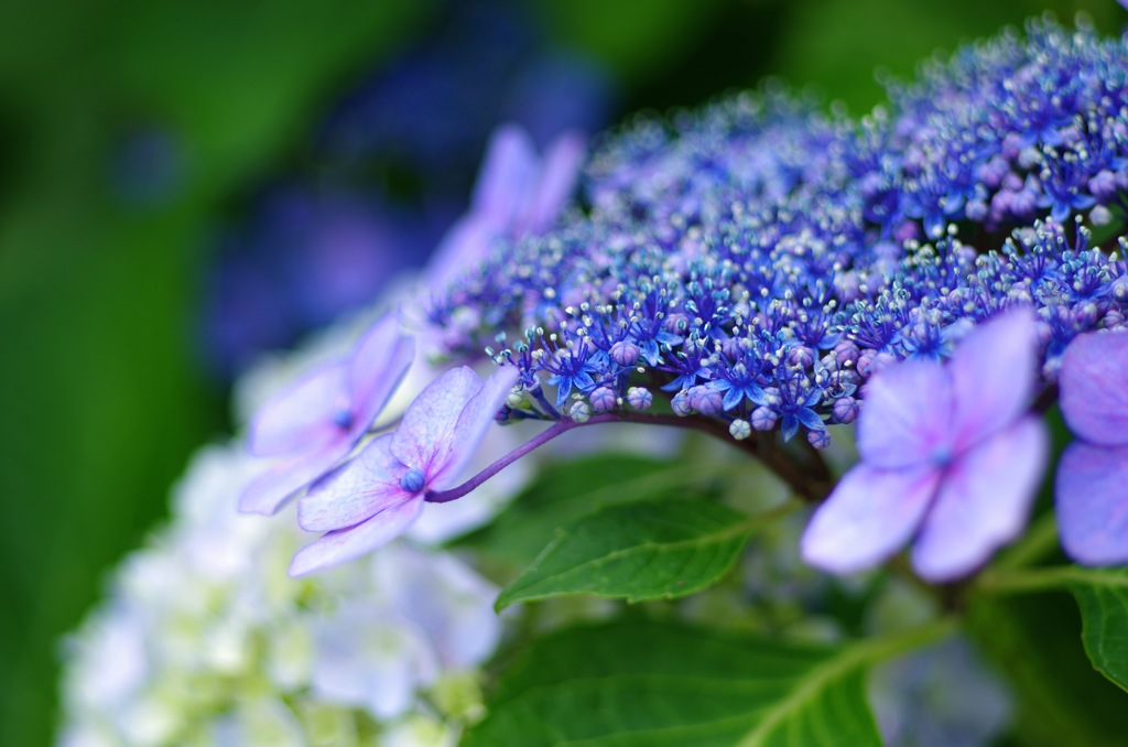 あじさいの花