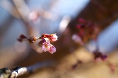 十月桜_35mm