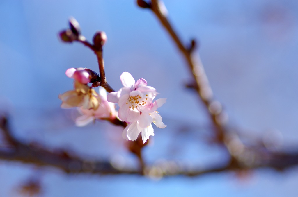 十月桜_1