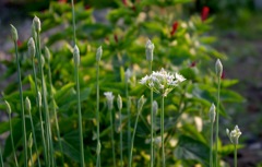 花_ニラ_1