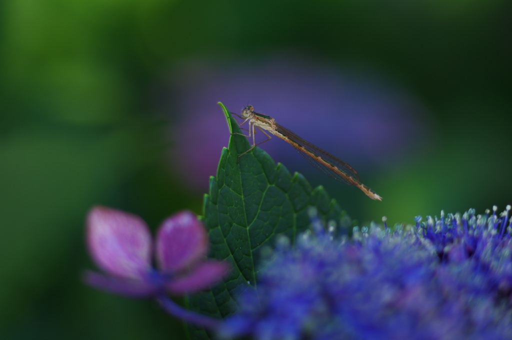 紫陽花で一休み