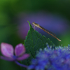 紫陽花で一休み