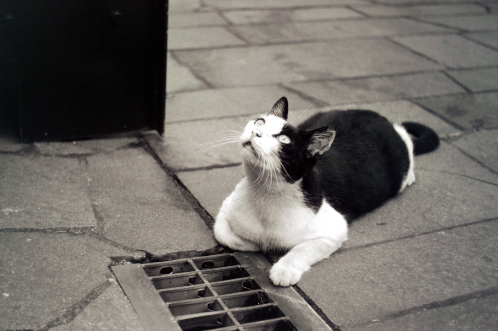 cat_410　フィルムにて