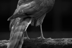 鳥_後ろ