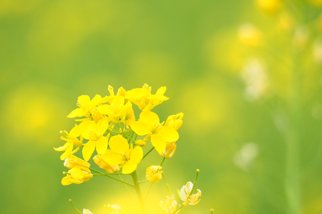 菜の花_1