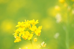 菜の花_1