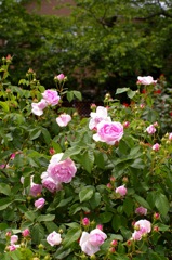 初夏_薔薇1