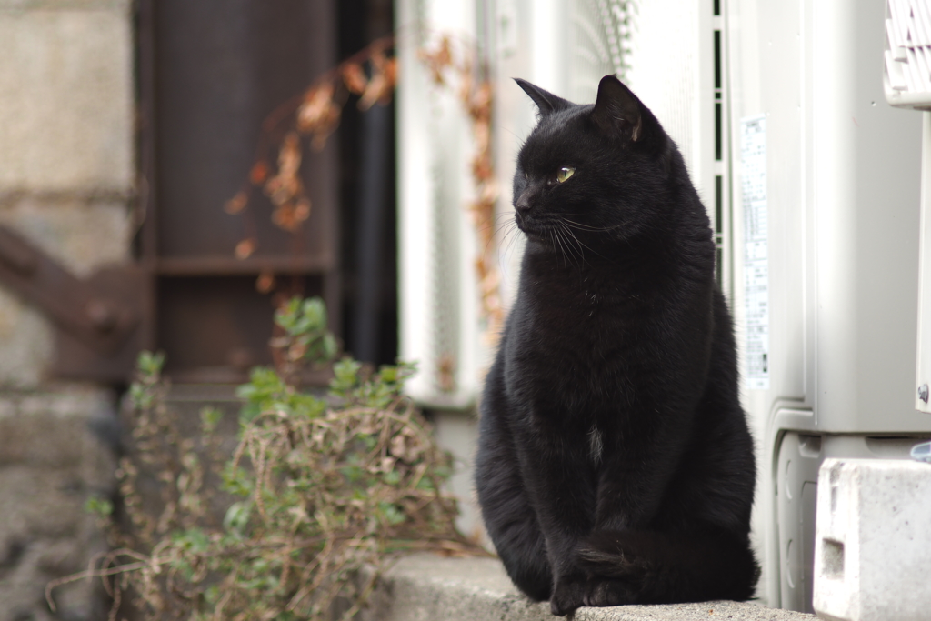 cat_169  Golden Eye