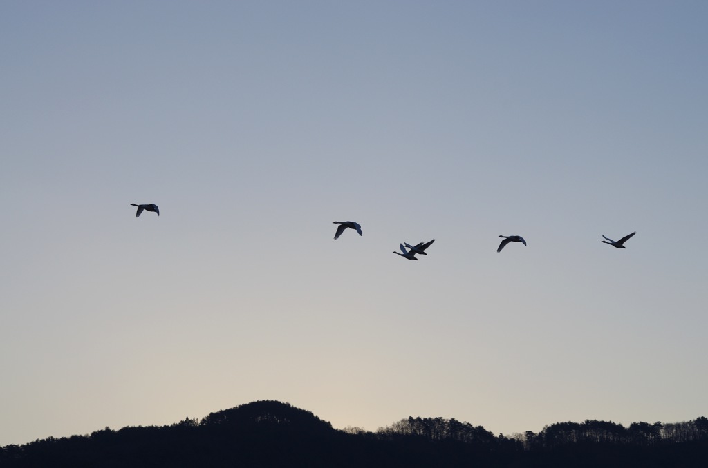 白鳥湖から_2