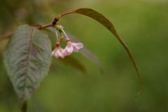 十月桜