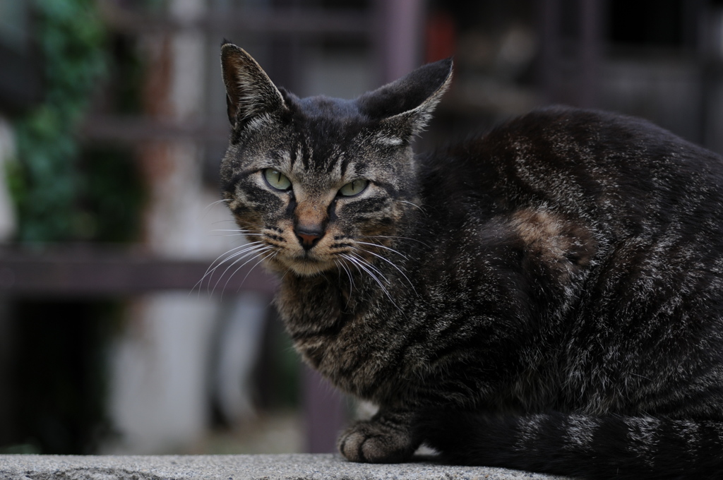 cat_293　それなーに?