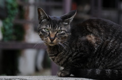 cat_293　それなーに?