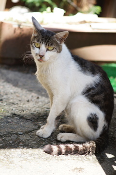 cat_78