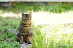 cat_96  空き地にて