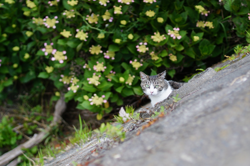 cat_559　紫陽花を背景に