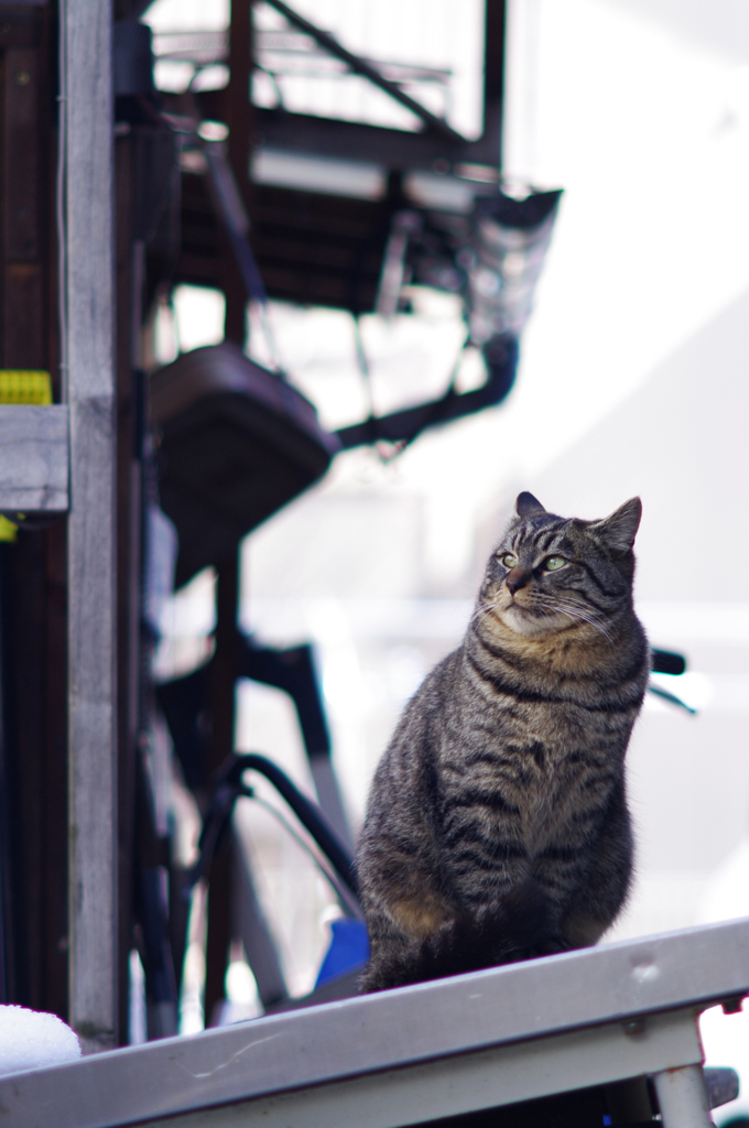cat