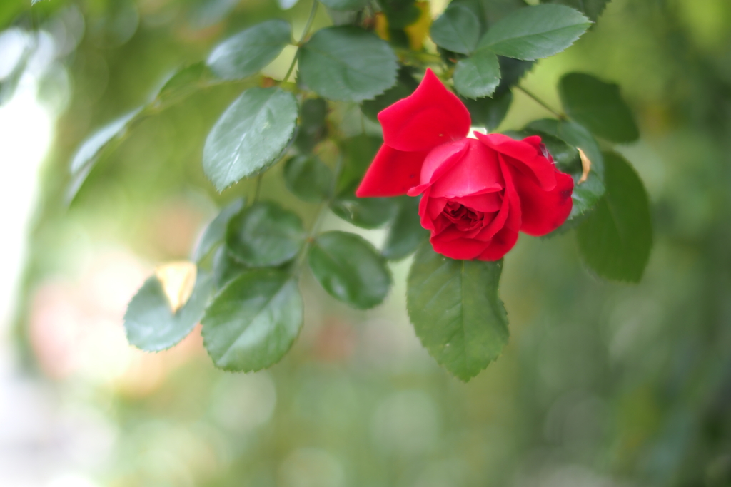 薔薇