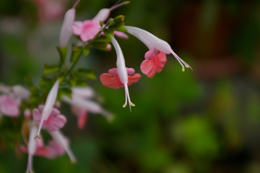 薄いピンクの花