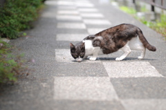 cat_325　クンクンニャ