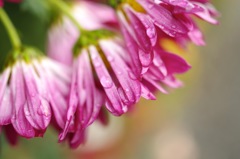 菊_2
