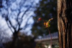 冬の光　DOMIPLAN_1枚目