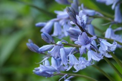 イングリッシュブルーベル