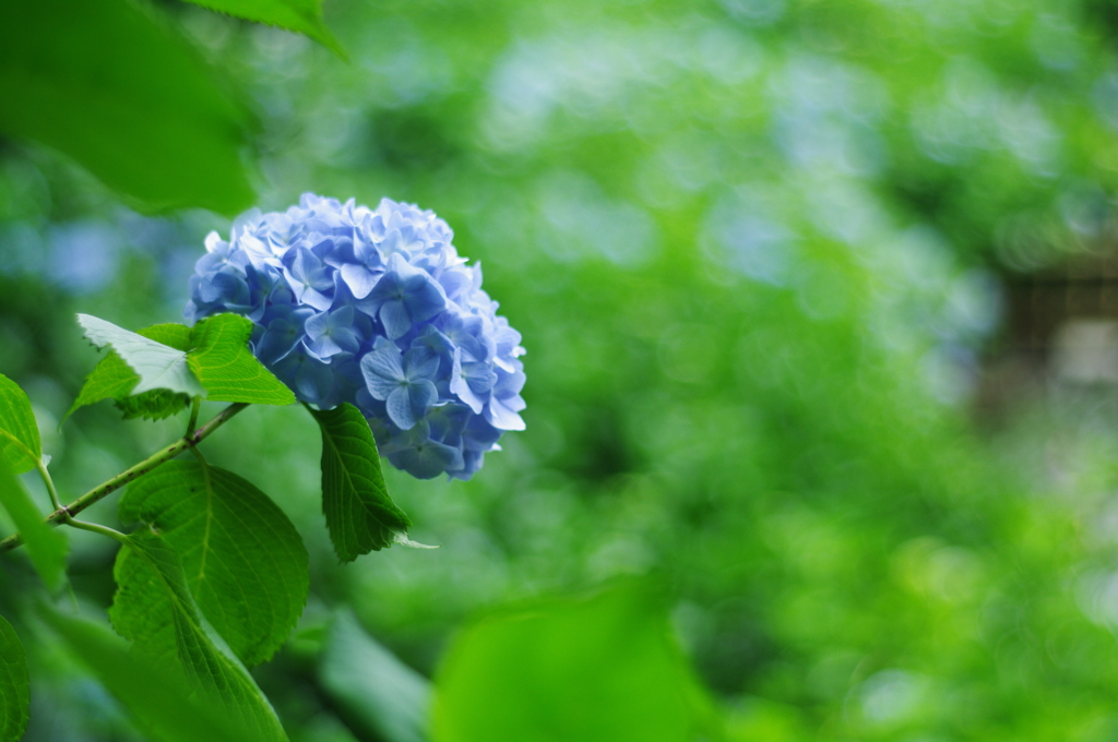 紫陽花_21