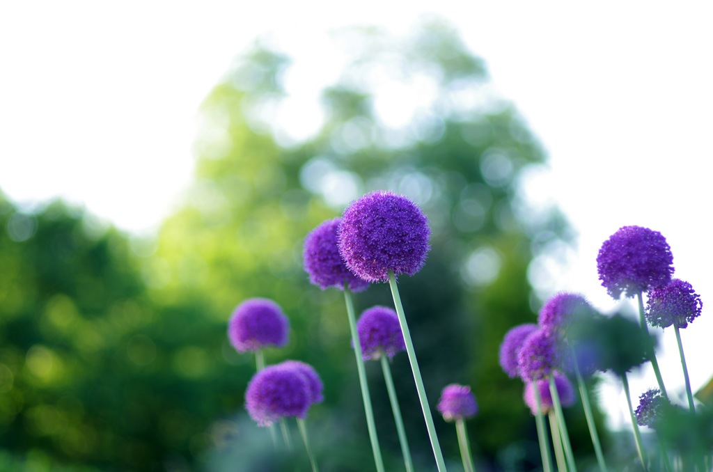 アリウム・ギガンチウム