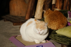 cat_200　こっち向きとあっち向き