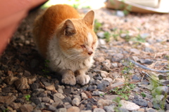 cat_263
