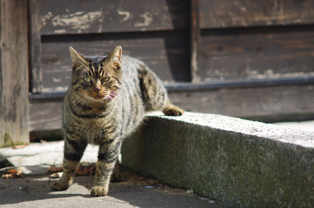 Cat 419 波止場のポーズ By Jun Id 写真共有サイト Photohito